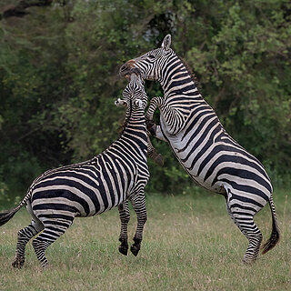 Soysambu - Fighting zebras